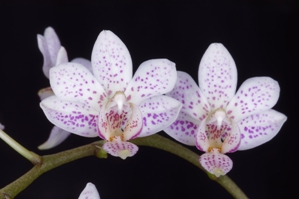 Phalaenopsis N.R. Montclair HCC/AOS 77 pts.